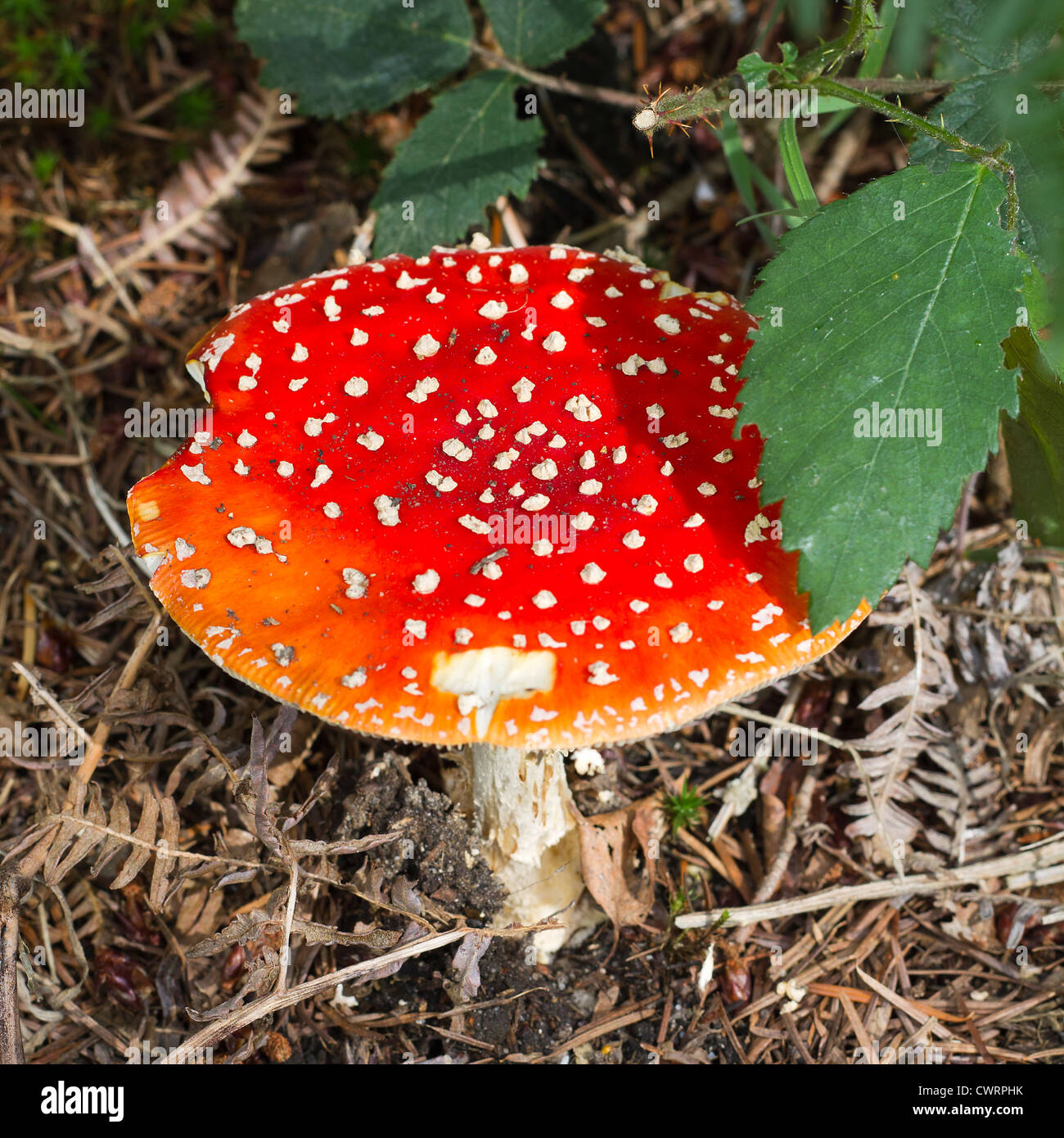 Large red fly agaric toadstool growing on coniferous woodland floor Stock Photo