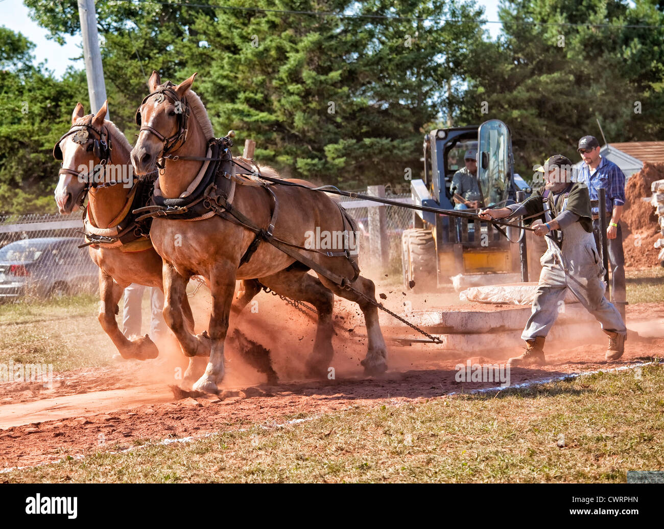 The horse pull competition at the Evangeline Agricultural Exhibition
