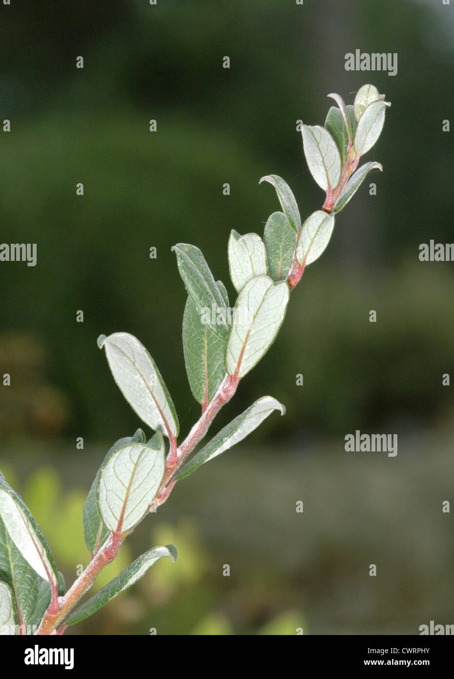 Whortle-leaved Willow Salix myrsinites (Salicaceae) Stock Photo