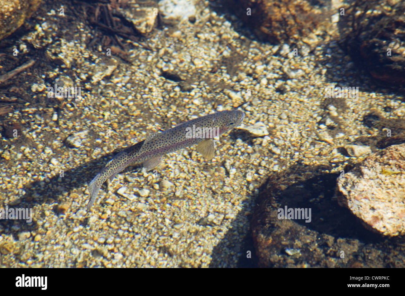 a rainbow trout swimming in a shallow stream in California Stock Photo