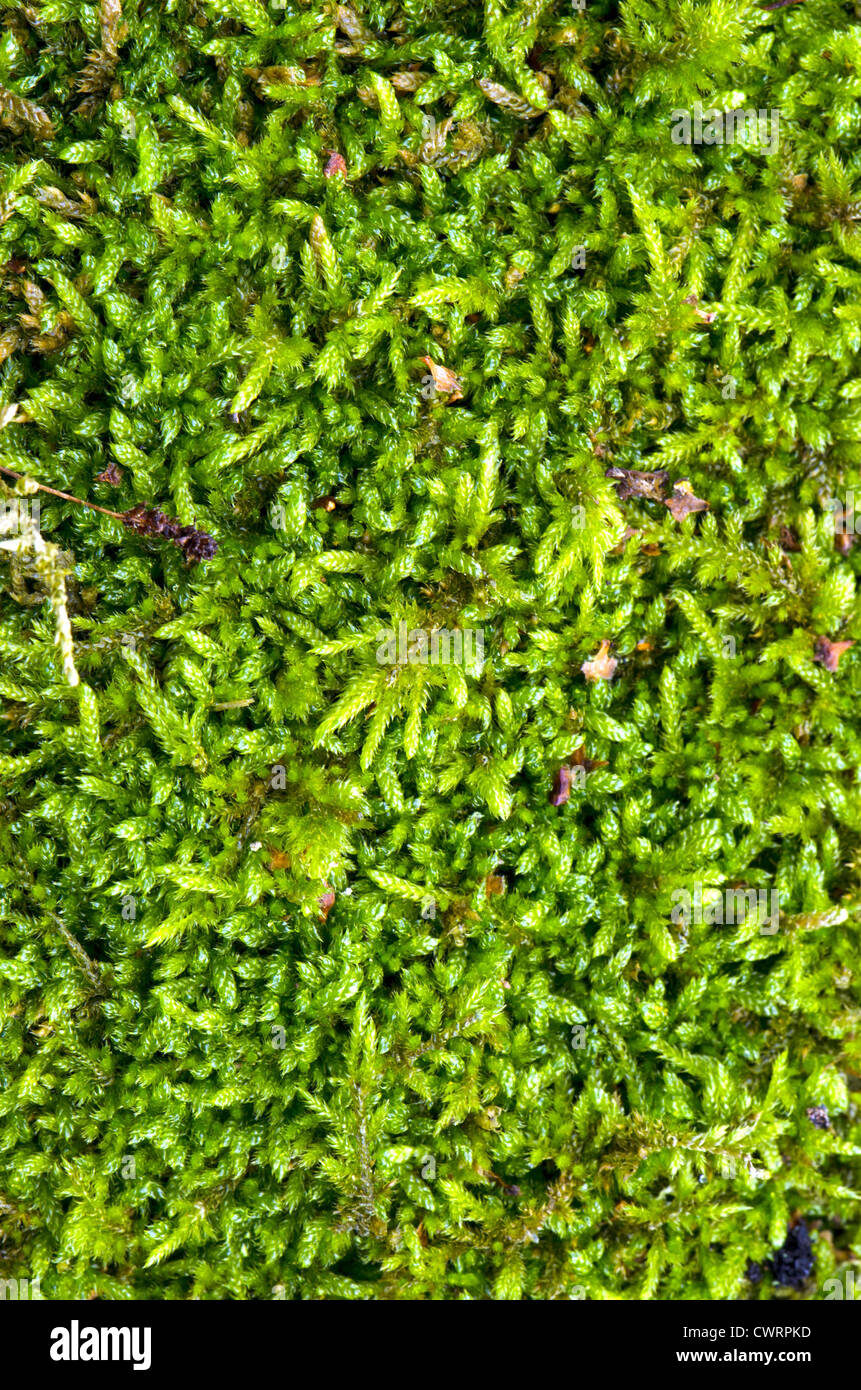 Macro detail of moss floor. Fragment of natural forest ground. Stock Photo