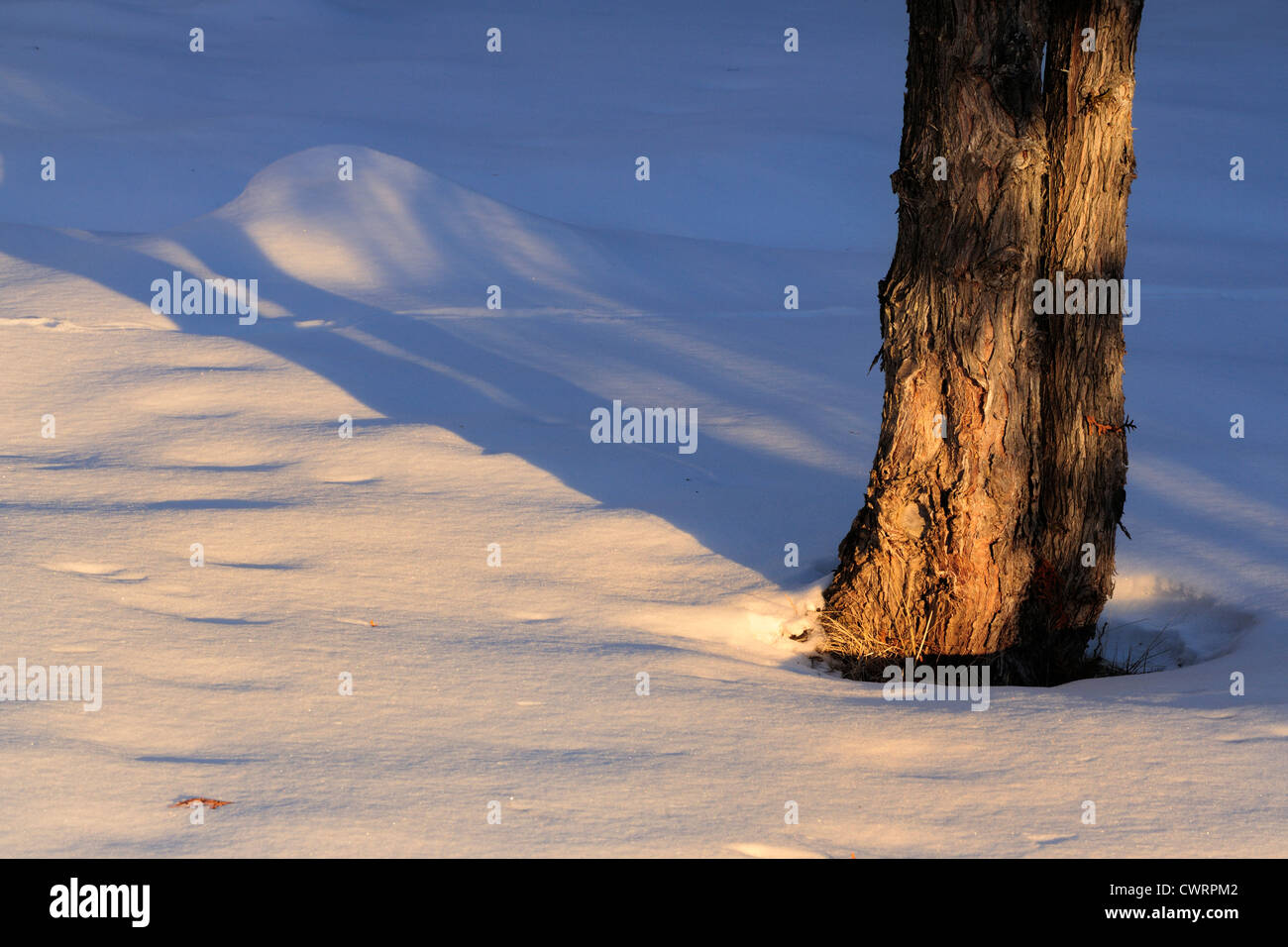 Cedar trees and shadows hi-res stock photography and images - Alamy