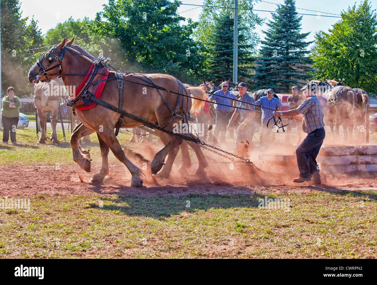 The horse pull competition at the Evangeline Agricultural Exhibition