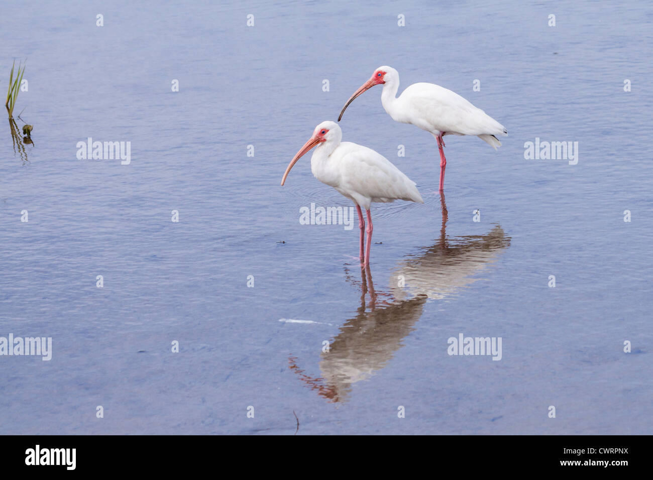 Reflections of American White Ibis, Eudocimus albus, in coastal marshes on South Padre Island, Texas. Stock Photo