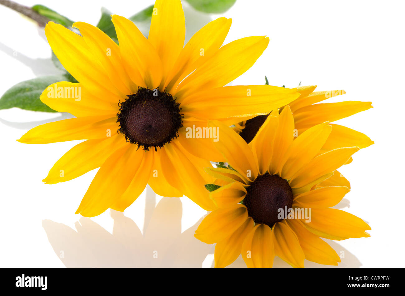Beautiful sunflowers on white background Stock Photo - Alamy