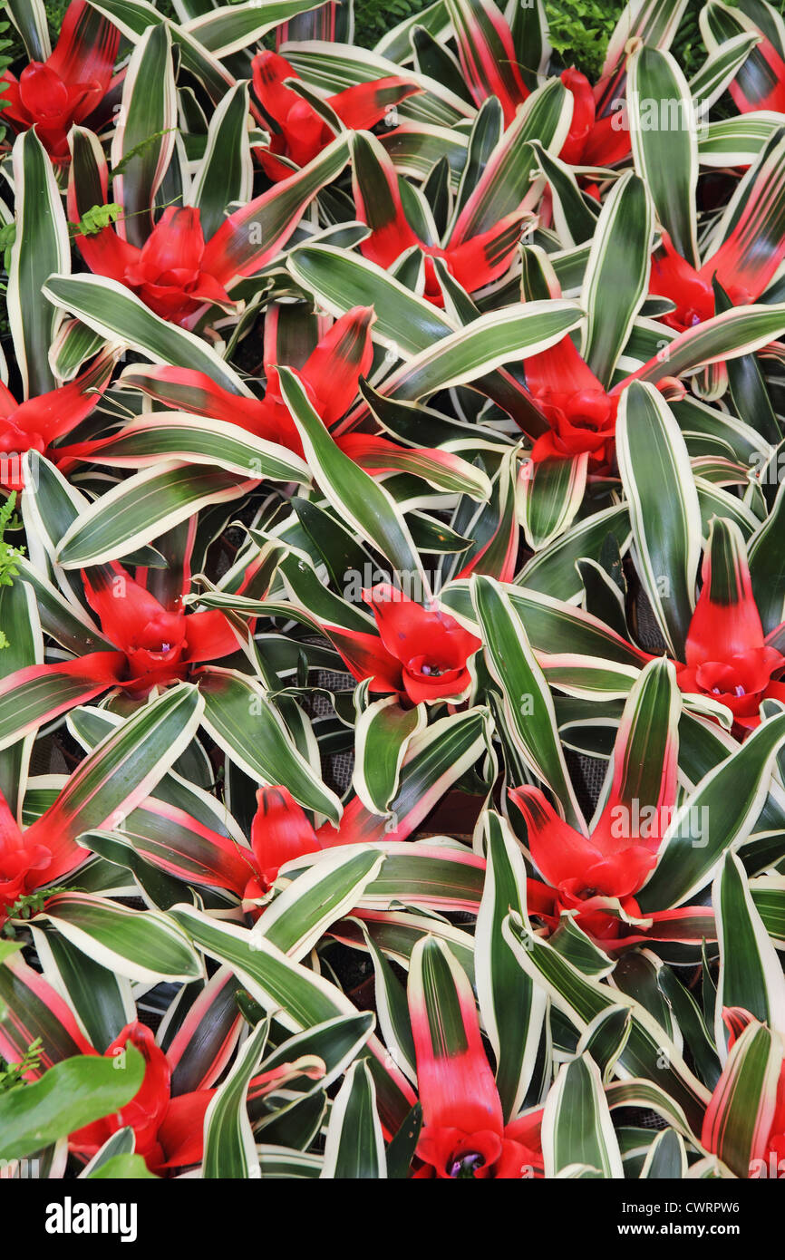 Red flowers cryptanthus beautiful green leaves Stock Photo
