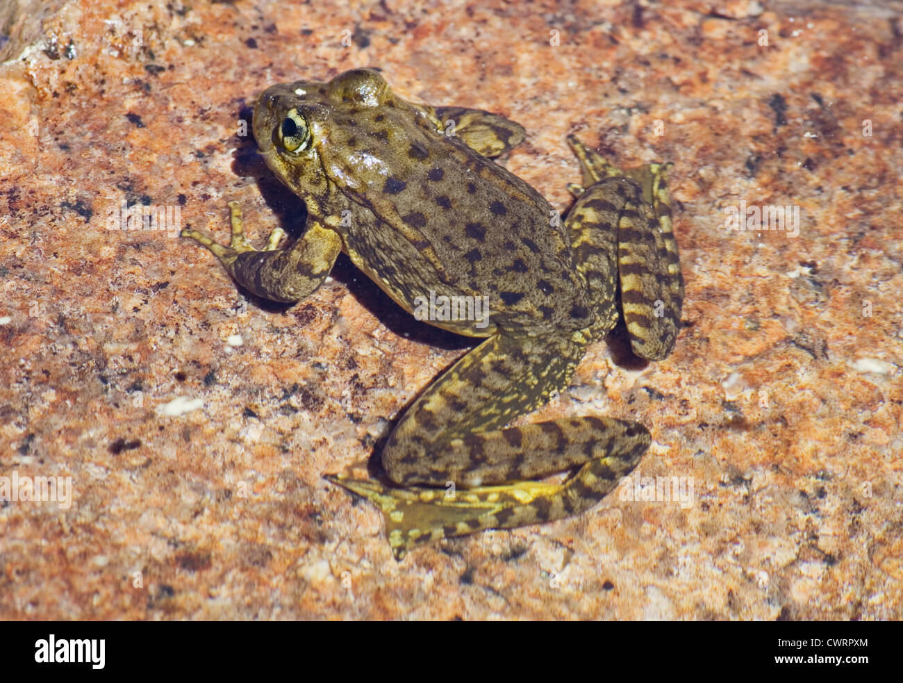 Sierra Nevada mountain yellow-legged frog or Rana sierrae on a granite rock in the water Stock Photo