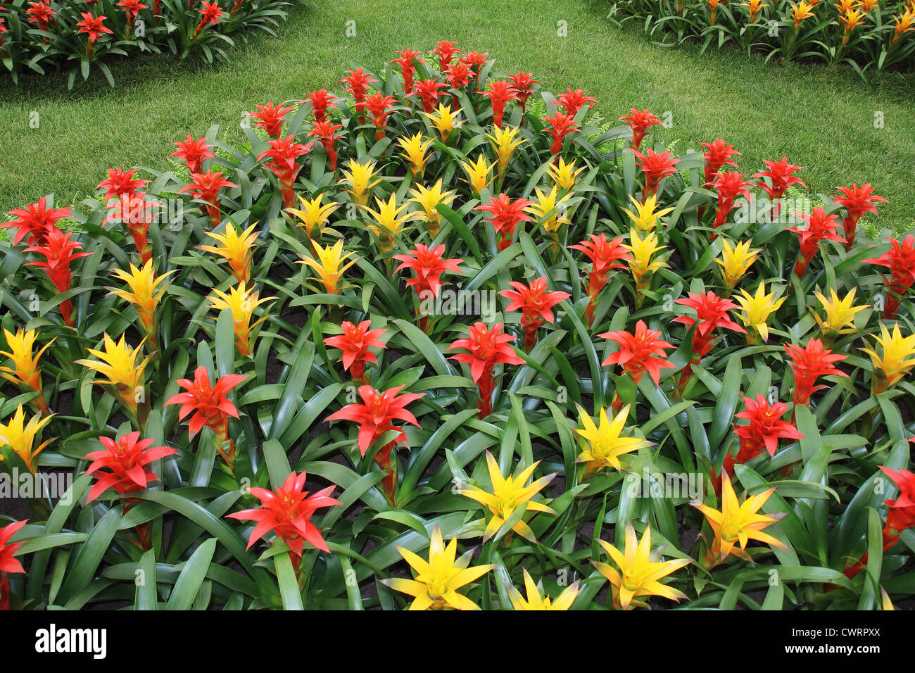 Yellow and red flowers guzmania beautiful green leaves Stock Photo