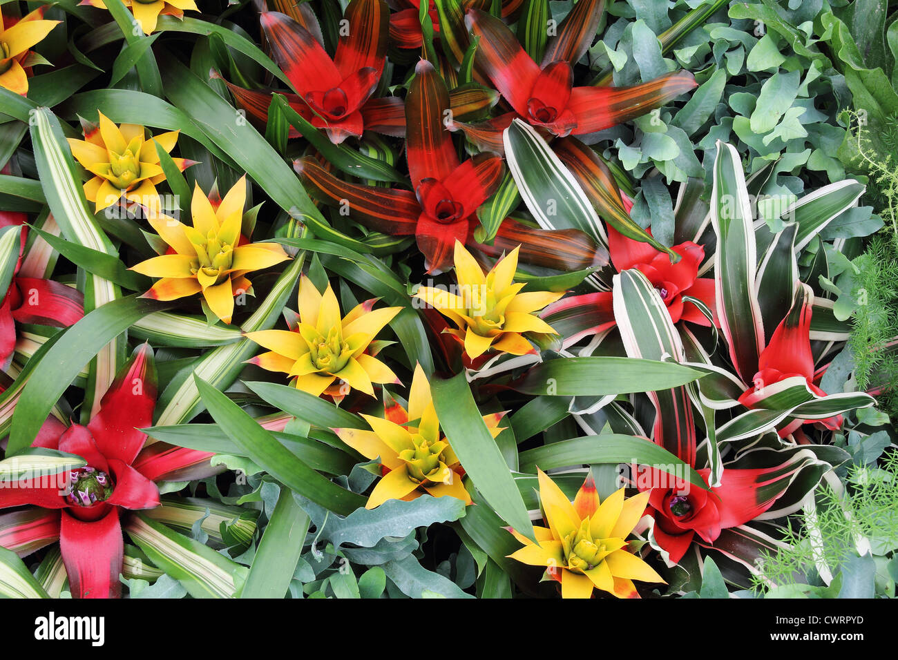 Yellow and red flowers guzmania beautiful green leaves Stock Photo