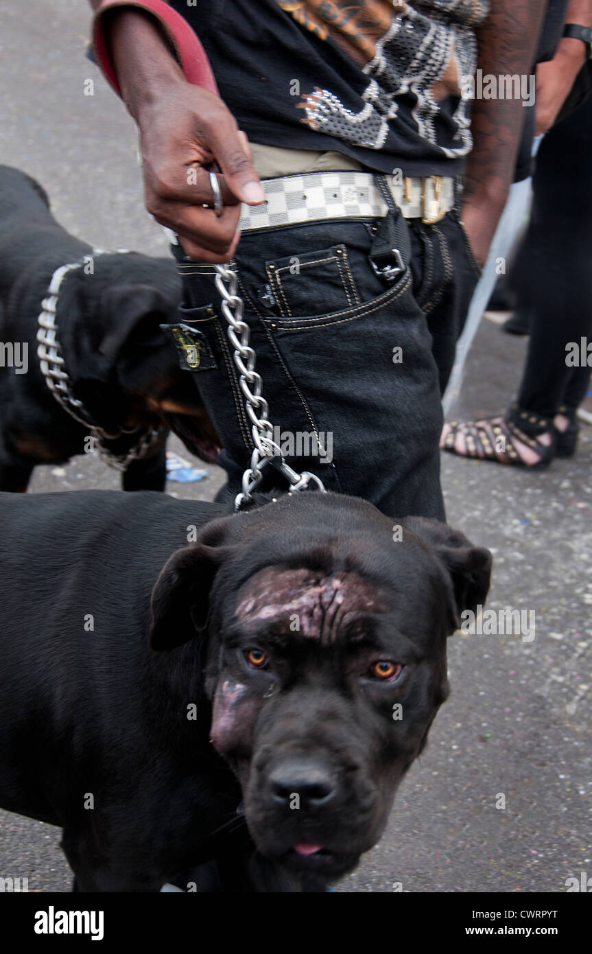Youth with two Rottweiler fighting dogs iwalking down London Street Stock  Photo - Alamy
