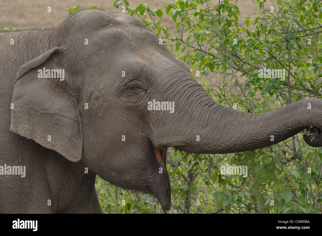 Asian elephant opening its mouth to eat, with leaves in its trunk. Stock Photo