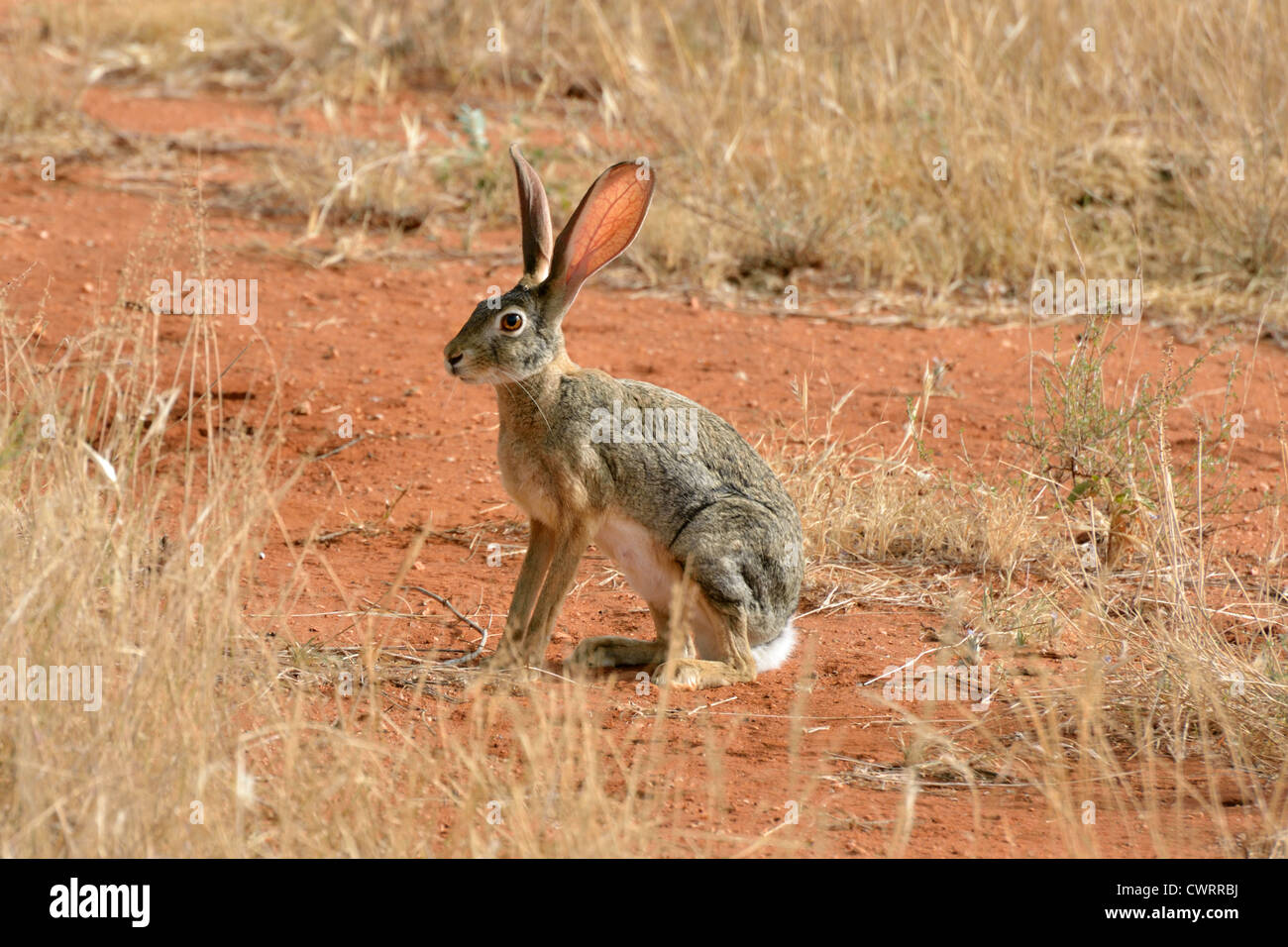 African Hare Stock Photo