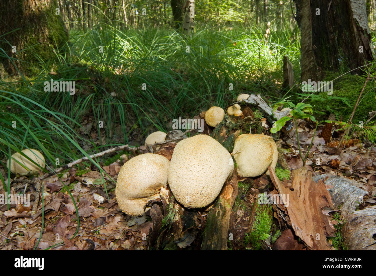 Pigskin poison puffball (Scleroderma vulgare) on rotting wood. Stock Photo