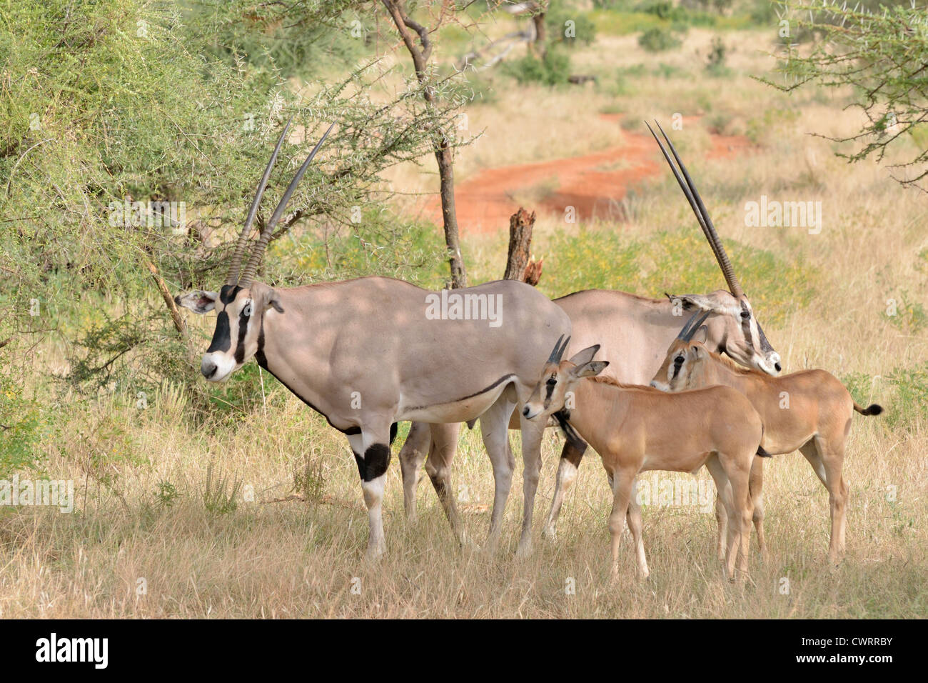 Beisa Oryx Stock Photo