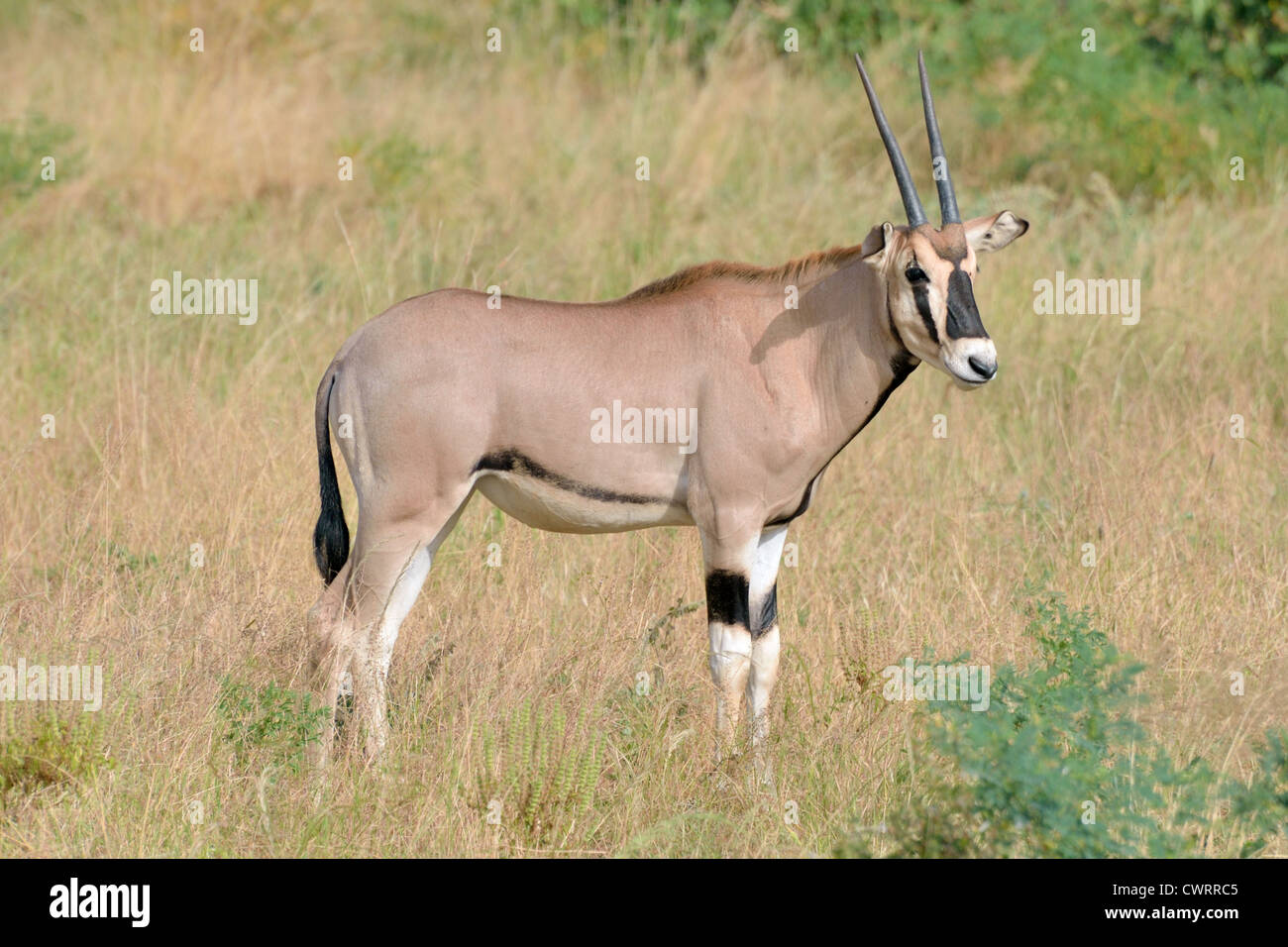 Beisa Oryx Stock Photo Alamy