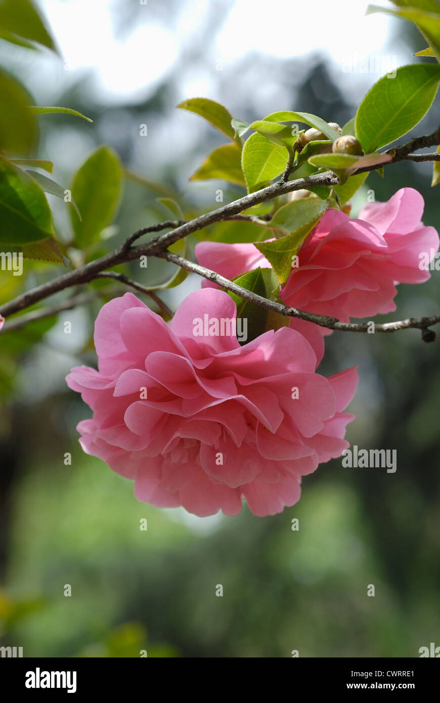 Close up on one camellia flower hi-res stock photography and images - Alamy