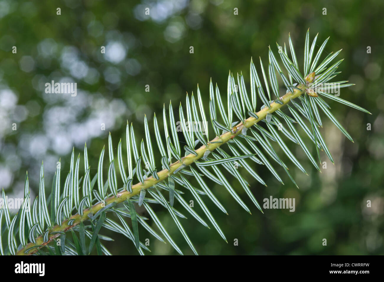 Bristlecone Fir Abies bracteata Stock Photo