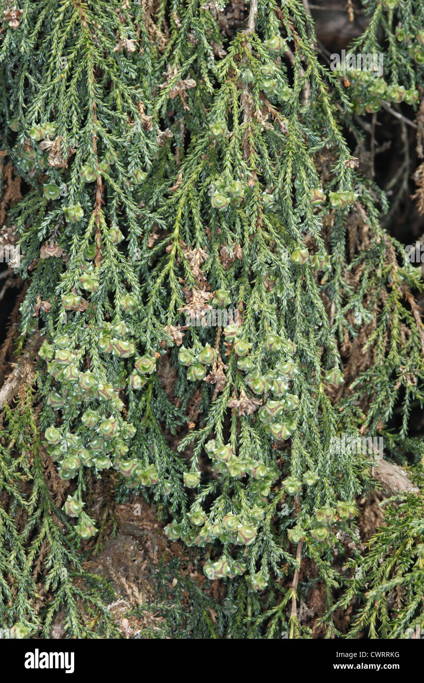 Patagonian Cypress Fitzroya cupressoides (Cupressaceae) Stock Photo