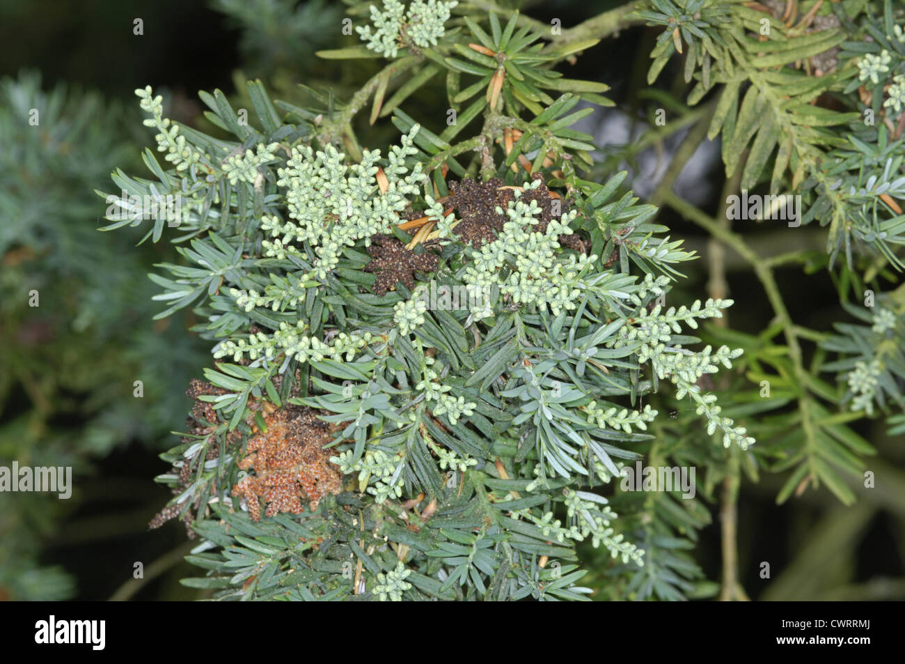 Chilean Plum Yew Prumnopitys andina (Podocarpus andinus) (Podocarpaceae) Stock Photo