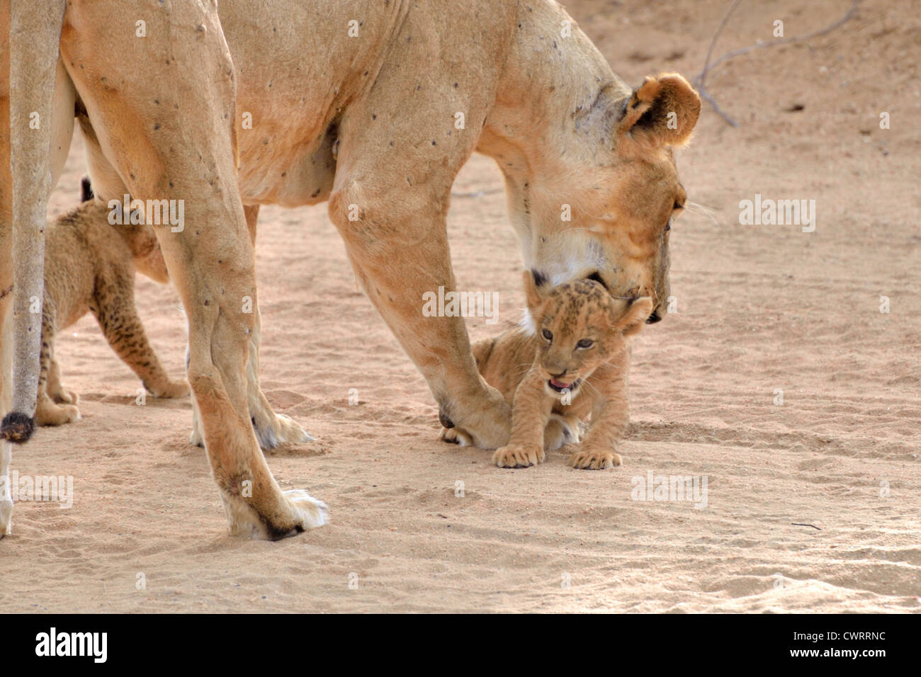 Lioness picking up a Cub Stock Photo