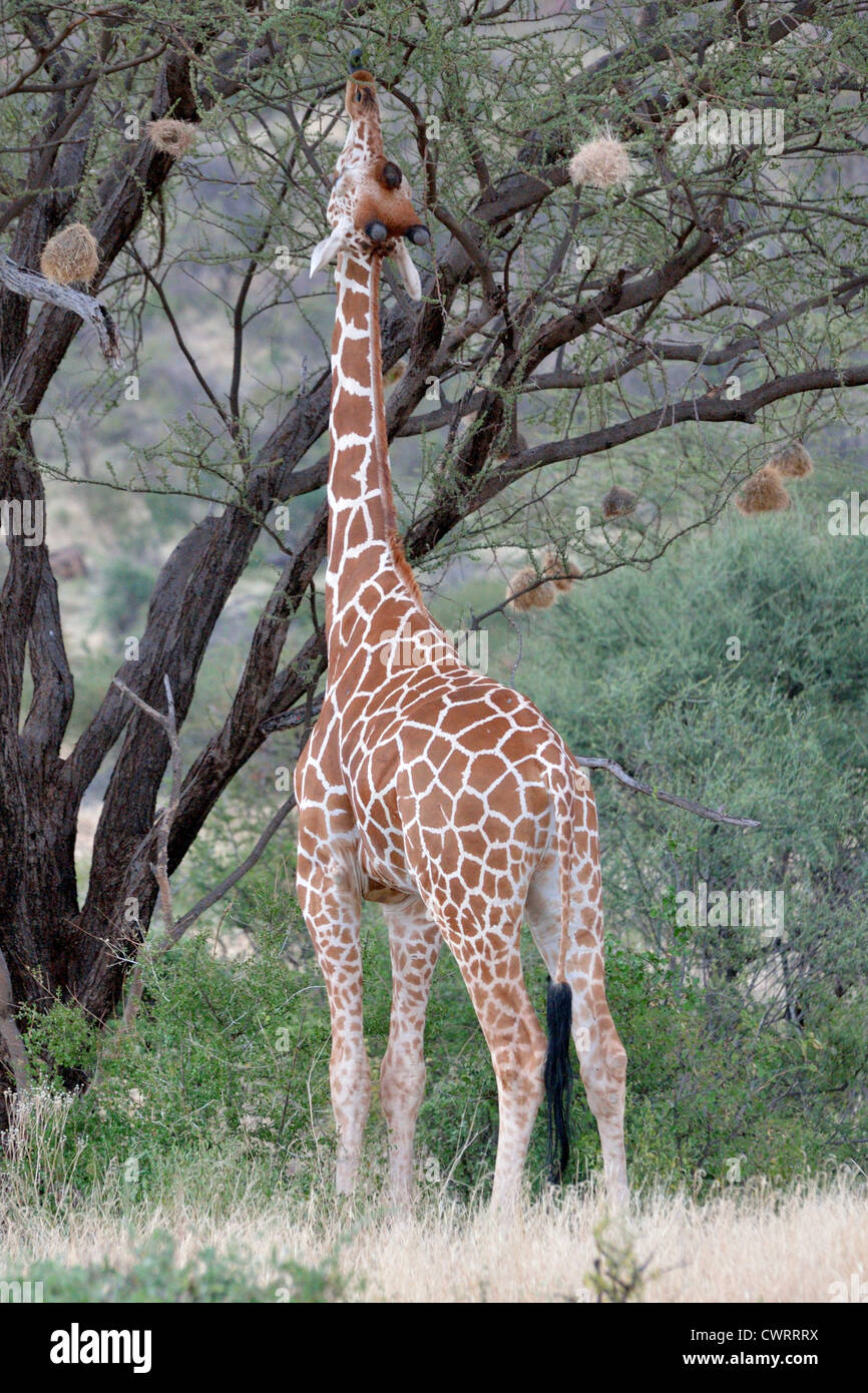 Reticulated Giraffe Feeding Stock Photo