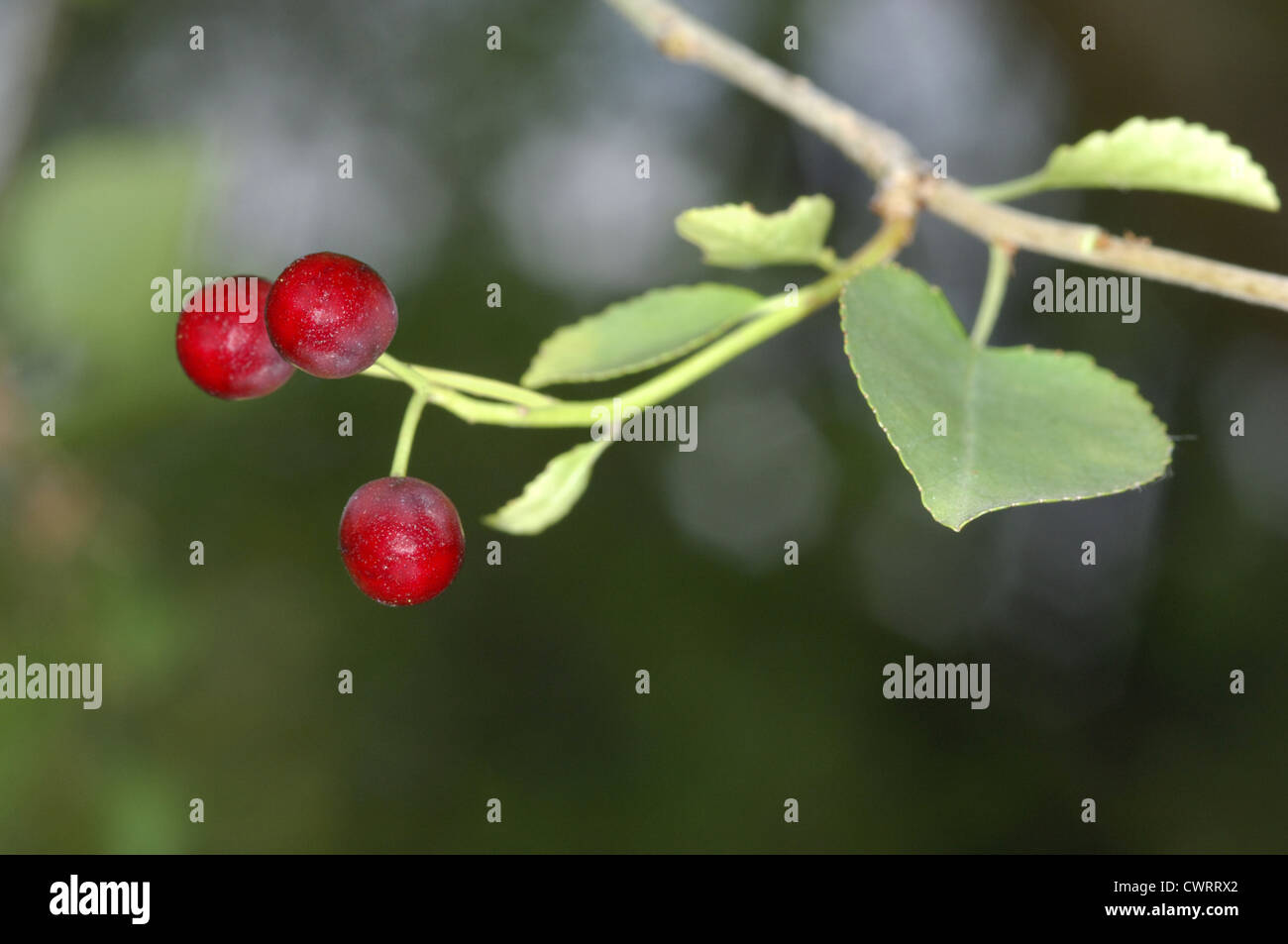 Saint Lucie Cherry Prunus mahaleb (Rosaceae) Stock Photo