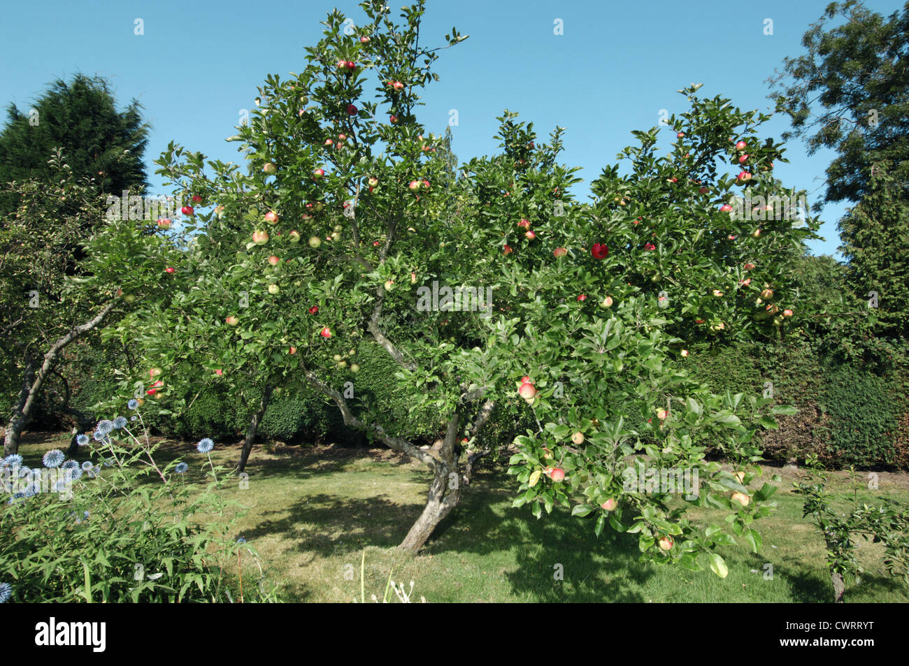 Cultivated Apple Malus domestica (Rosaceae) Stock Photo
