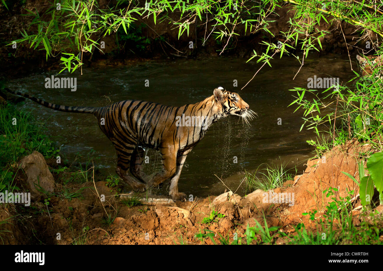Jumping Tiger (Panthera tigris) dripping water Stock Photo