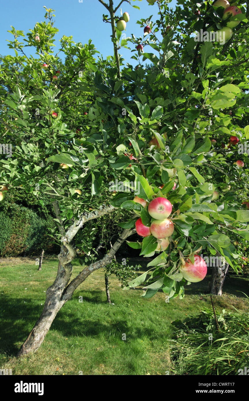 Cultivated Apple Malus domestica (Rosaceae) Stock Photo