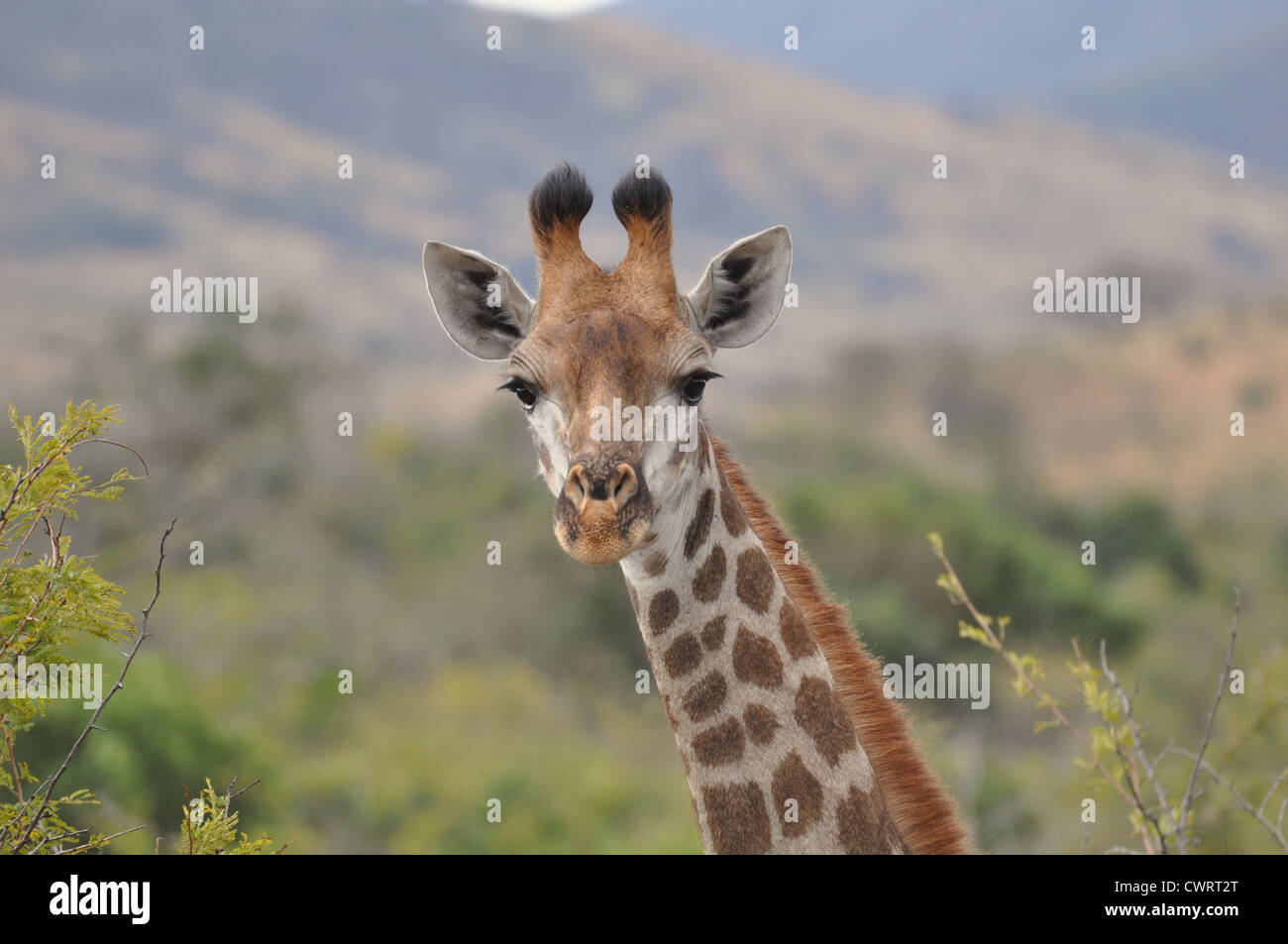 Giraffe staring at the camera Stock Photo - Alamy
