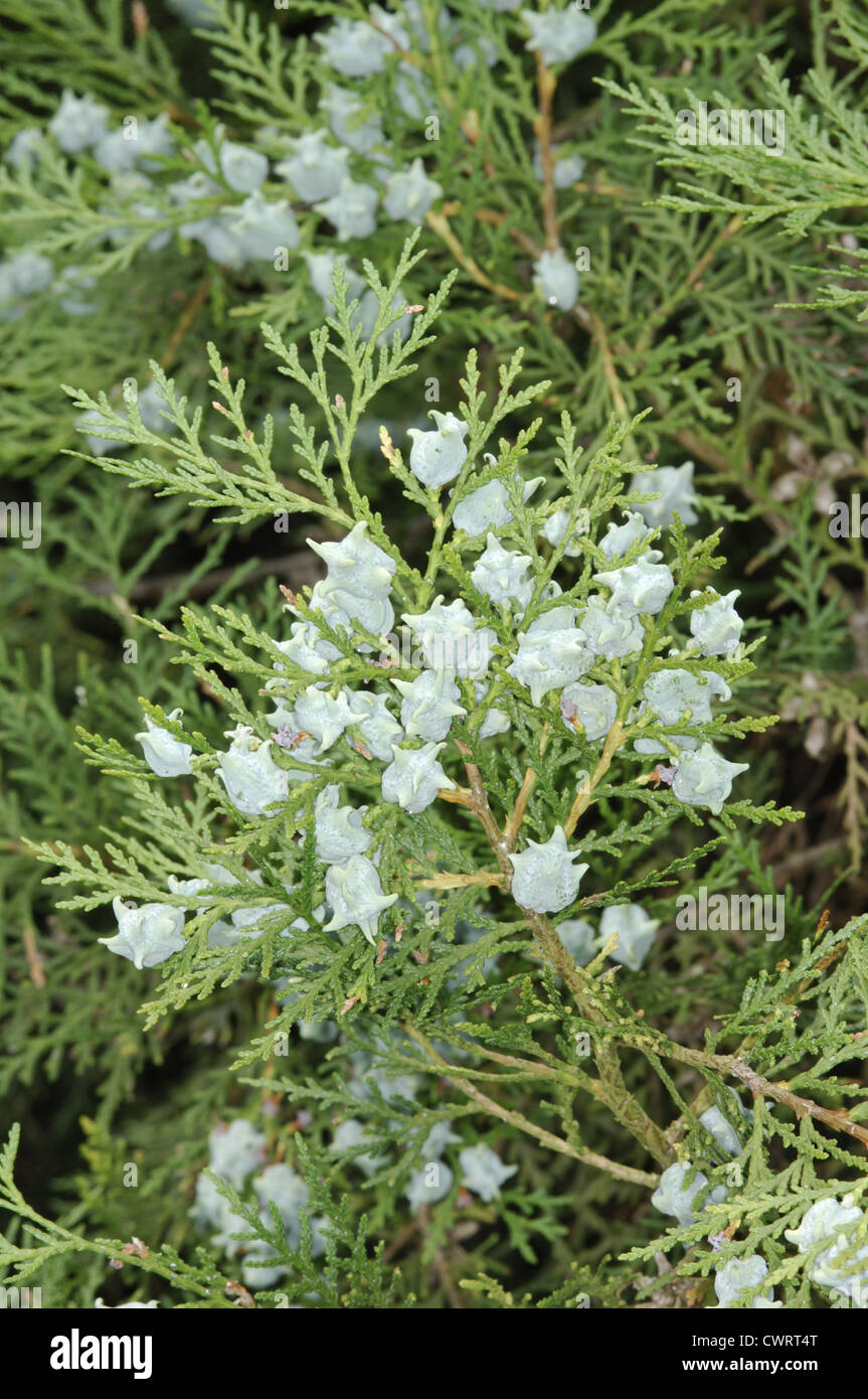 Oriental Thuja Platycladus orientalis (Cupressaceae) Stock Photo