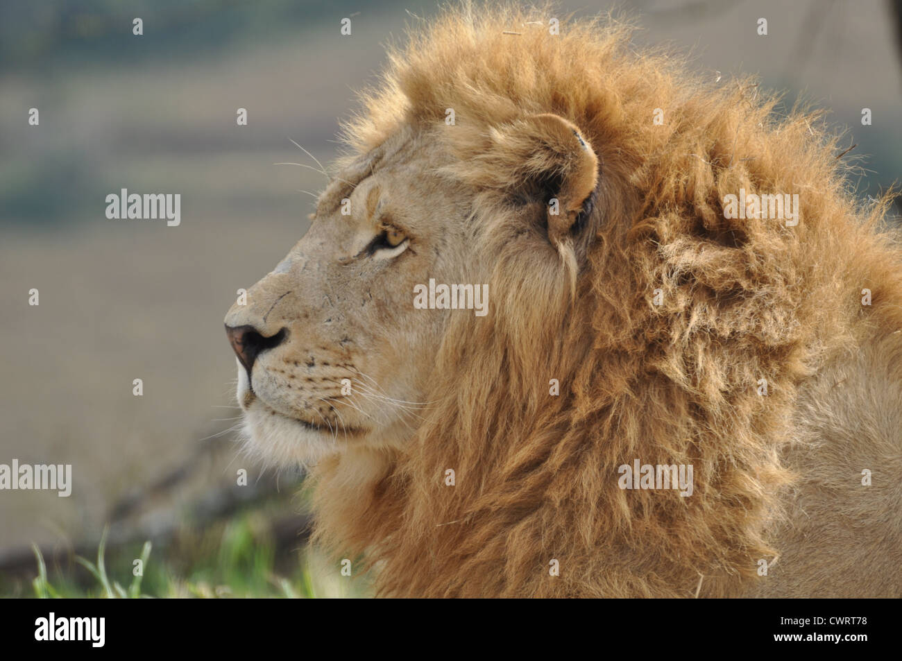 Male lion head from its profile Stock Photo