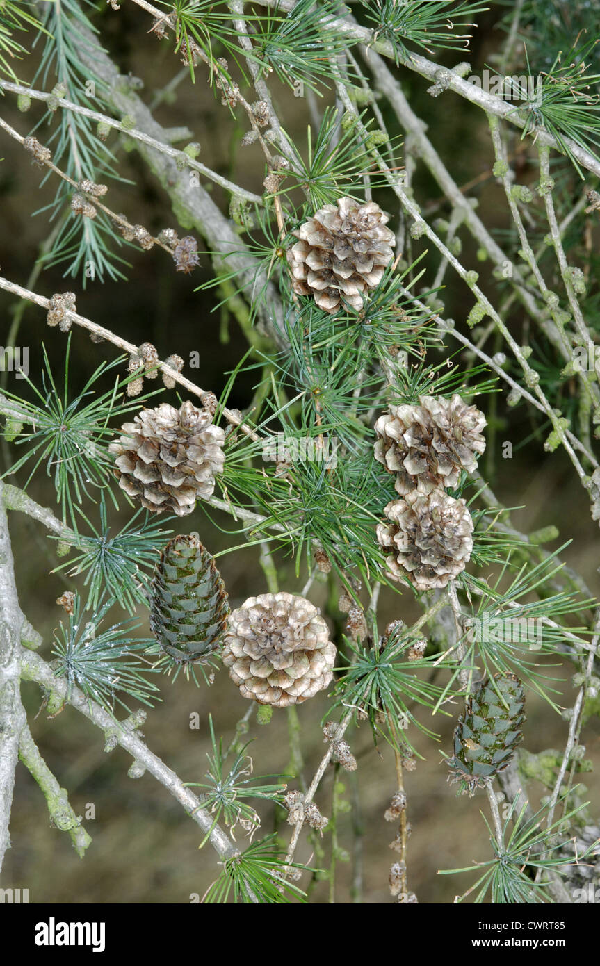 Dunkeld (Hybrid) Larch Larix x eurolepis (Pinaceae) Stock Photo