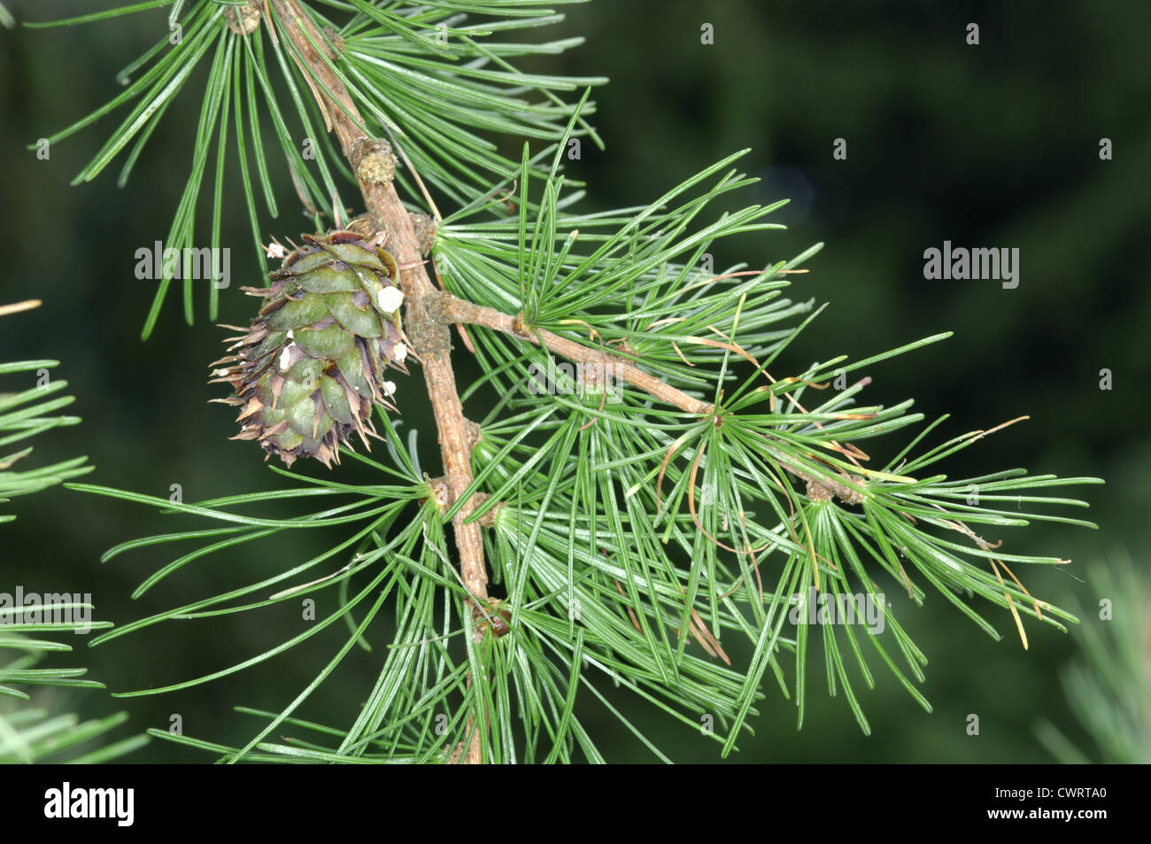Western Larch Larix occidentalis (Pinaceae) Stock Photo