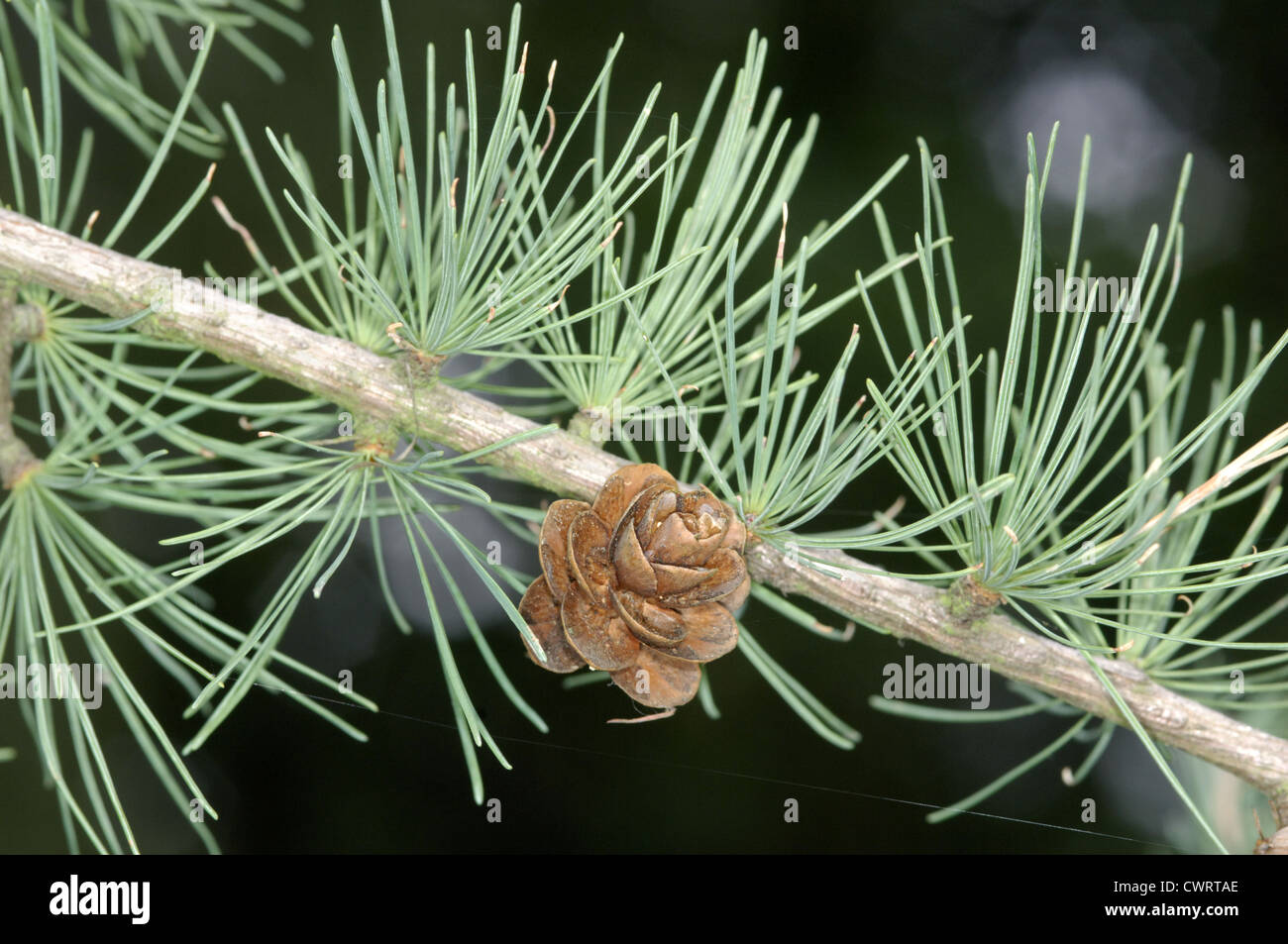 Tamarack Larix laricina (Pinaceae) Stock Photo