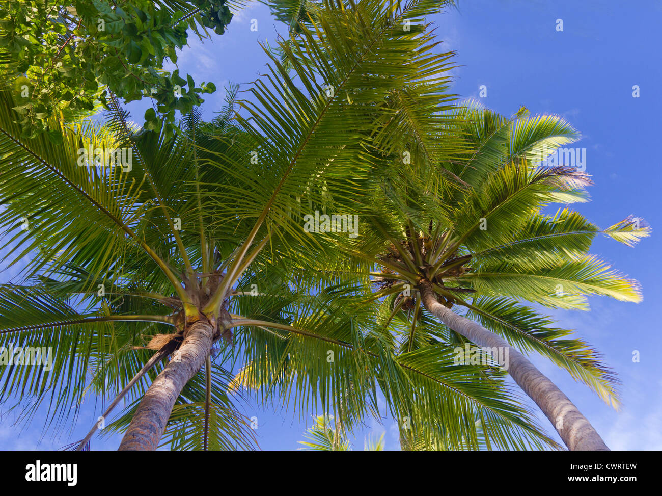 view from underneath the palm trees Stock Photo