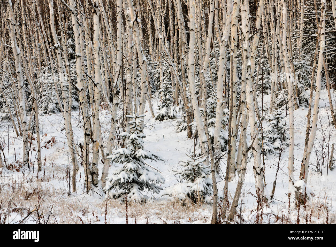 Birch woodland in early winter, Greater Sudbury, Ontario, Canada Stock Photo