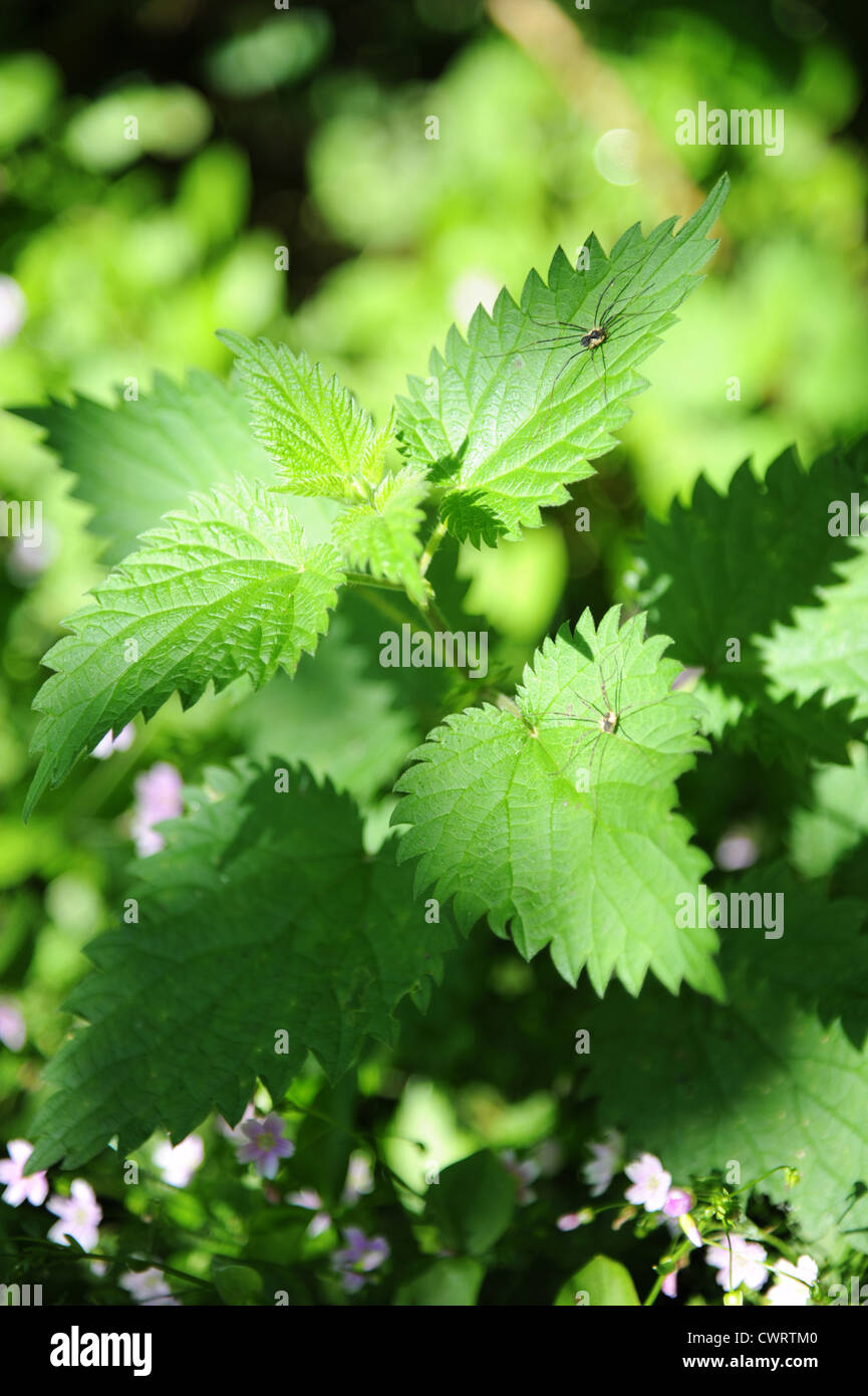 Two spiders sitting on nettle leaves. Stock Photo