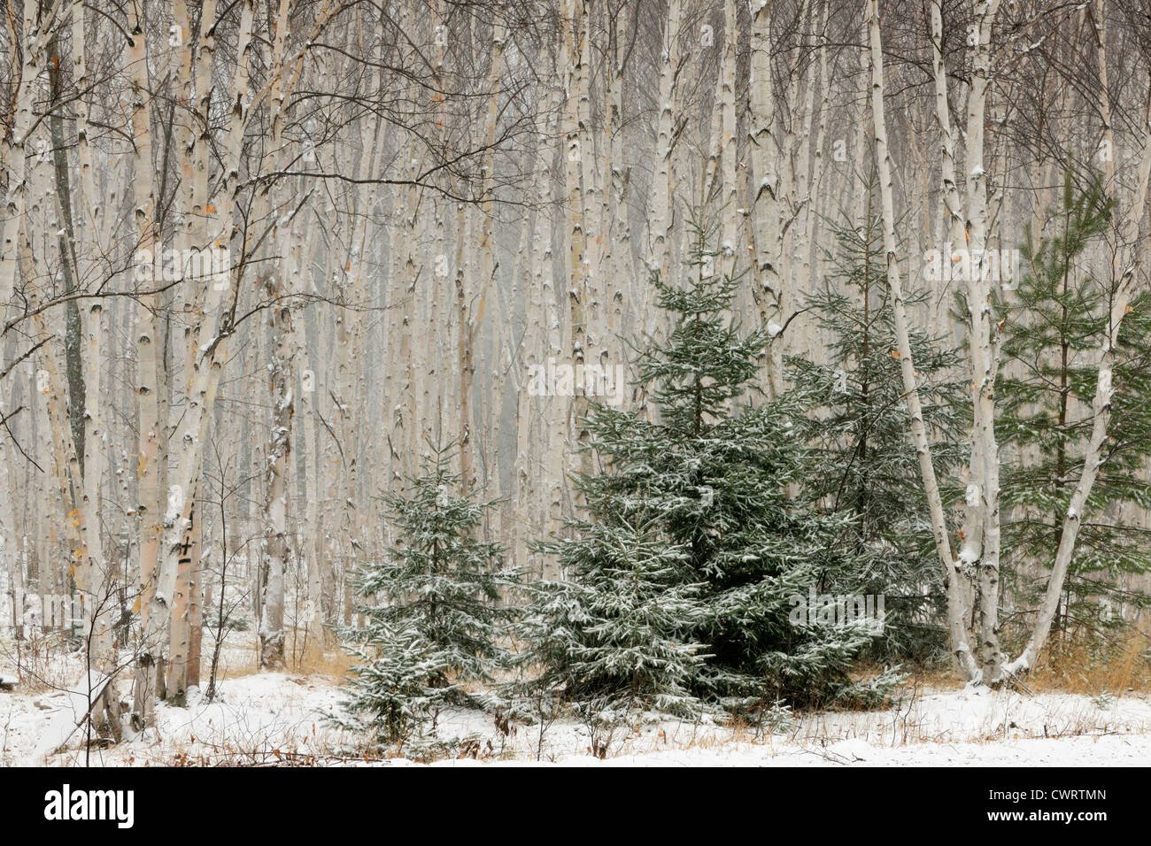 Birch grove with hoarfrost, Greater Sudbury, Ontario, Canada Stock Photo