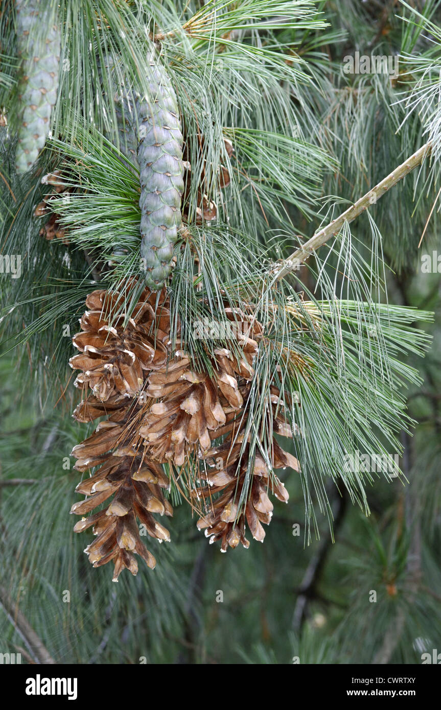Bhutan Pine Pinus wallichiana (Pinaceae) Stock Photo