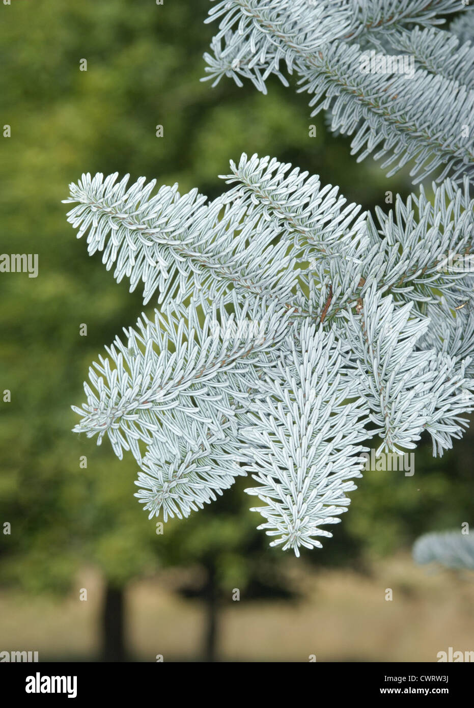 Close Up Noble Fir High Resolution Stock Photography and Images - Alamy