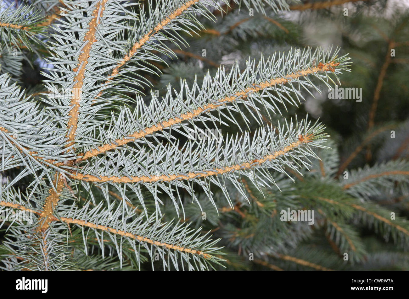 Sitka Spruce Picea sitchensis Pinaceae Stock Photo