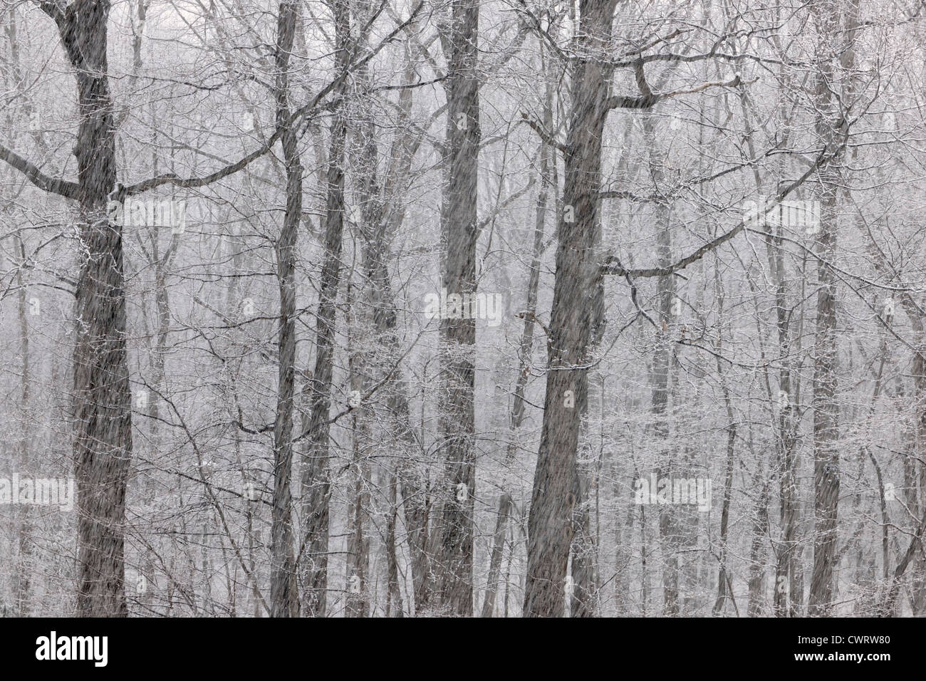 Late winter snow storm in deciduous forest, North Carolina