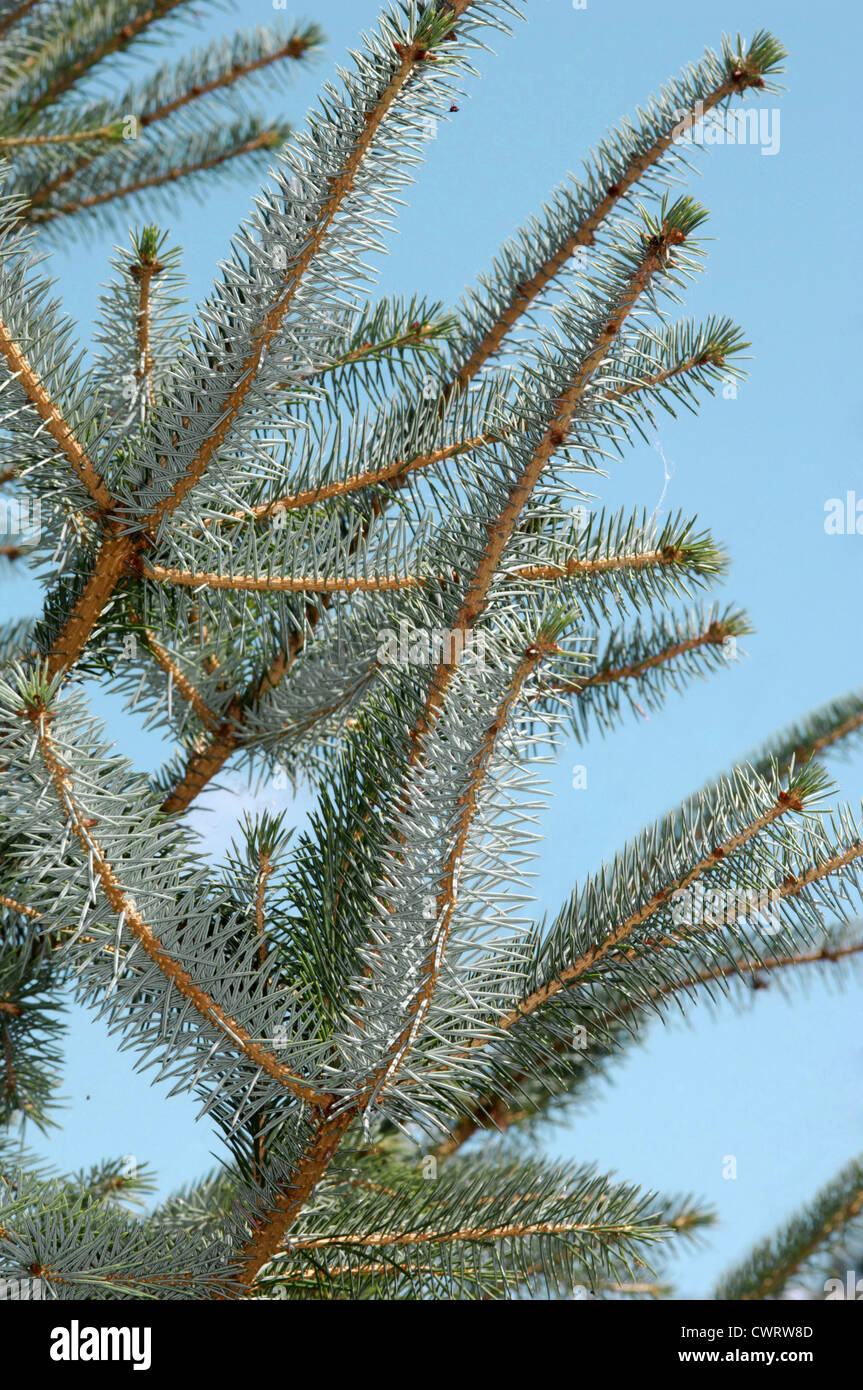 Sitka Spruce Picea sitchensis Pinaceae Stock Photo
