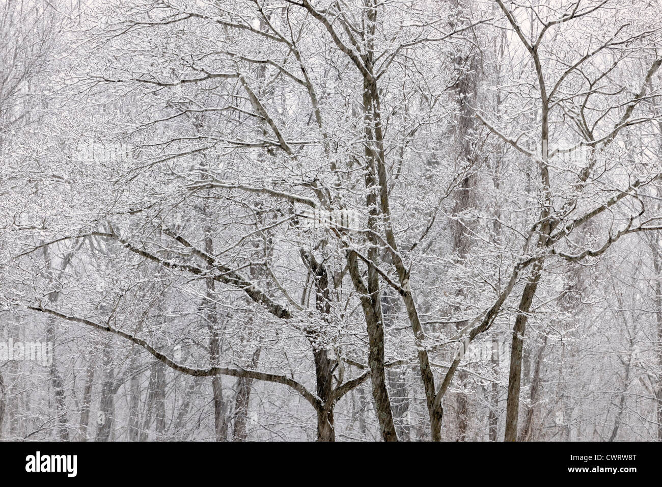 Late winter snow storm in deciduous forest, North Carolina