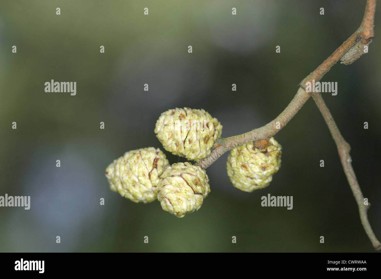Grey Alder Alnus incana (Betulaceae) Stock Photo