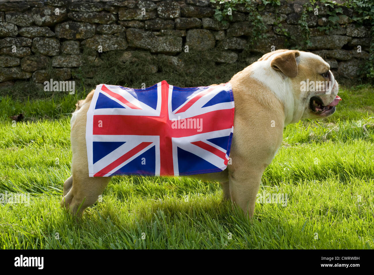 are english bulldogs stubborn