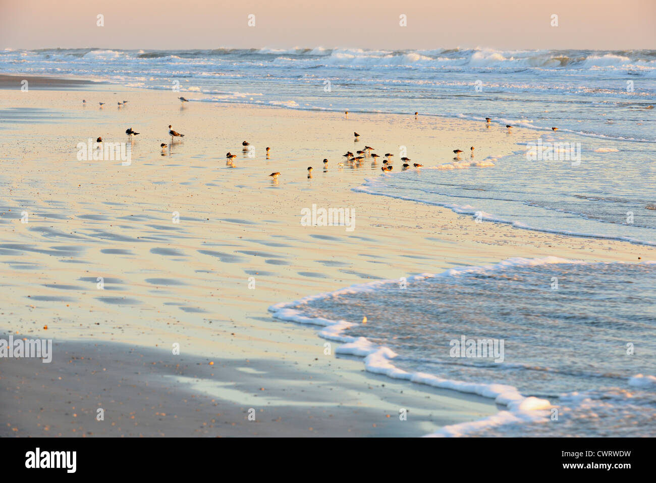 Shorebirds loafing on sand beach, Anastasia State Park, St. Augustine, Florida, USA Stock Photo