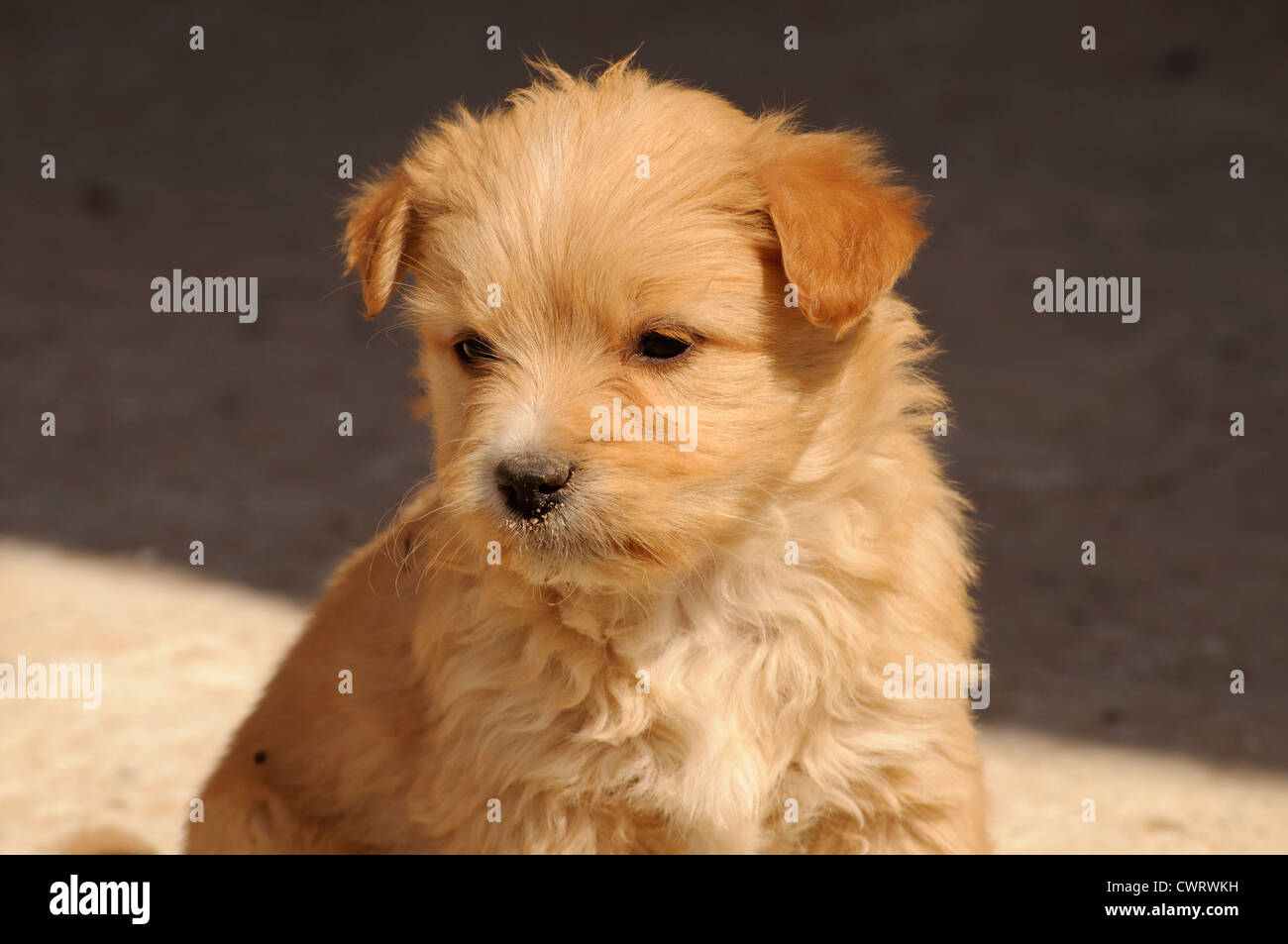 Puppy Stock Photo