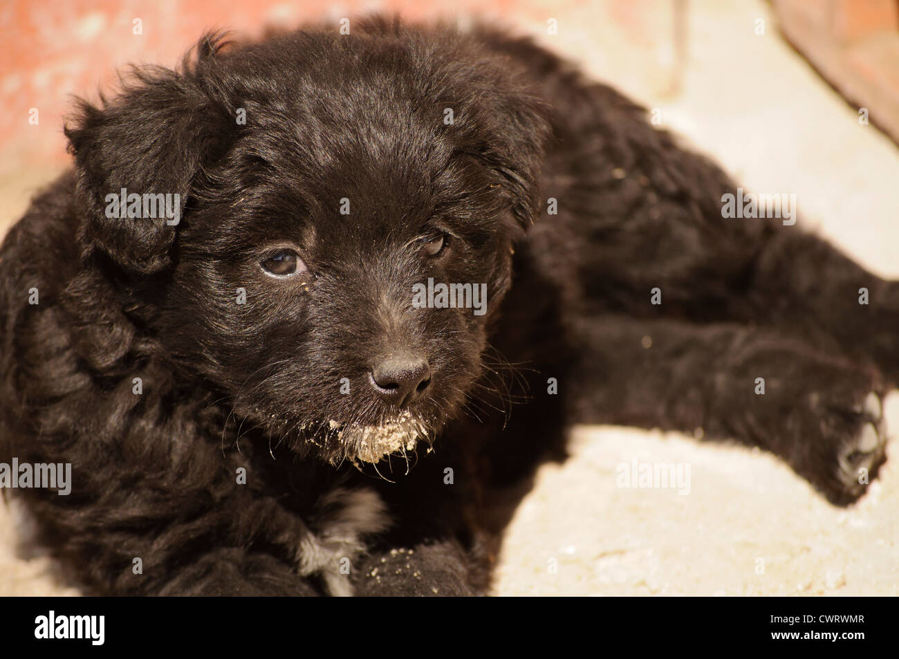 Puppy Stock Photo